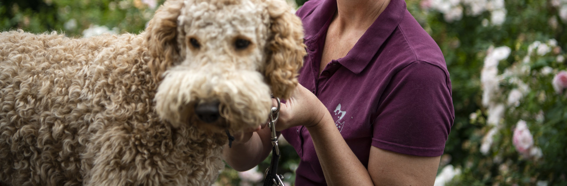 af lydangst hos hund | Nytårsangst | Dyreklinik