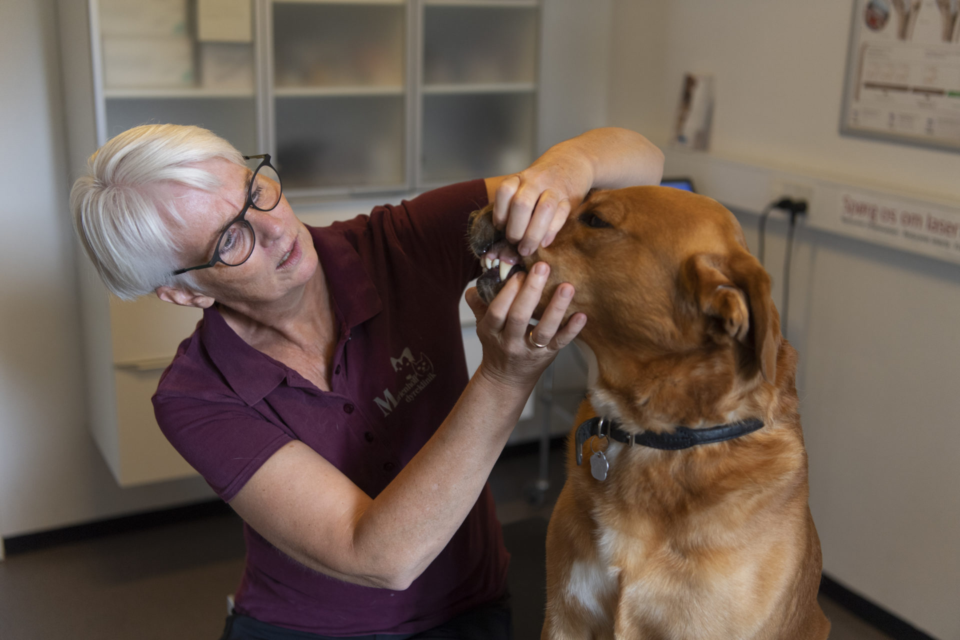 lydangst hund marienhoff dyreklinik2