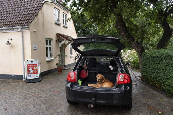 sterilisation kastration af hund marienhoff dyreklinik5