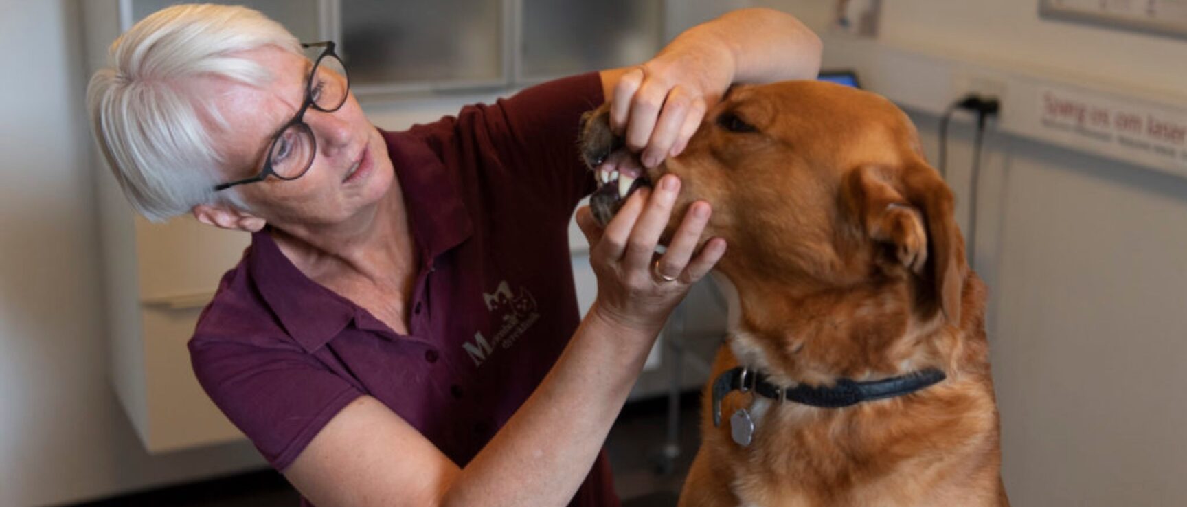 tandtjek hund kat Marienhoff dyreklinik