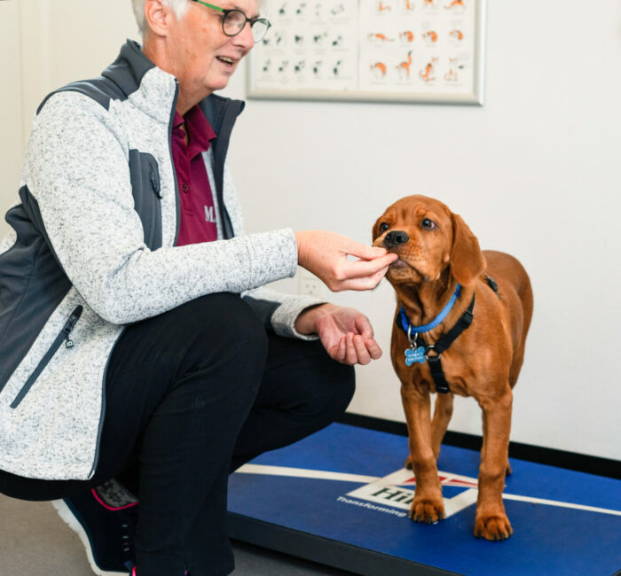 Vaccination af hund | 2010 | Marienhoff Dyreklinik