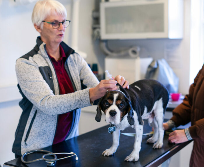 Vaccination af hund | 2010 | Marienhoff Dyreklinik