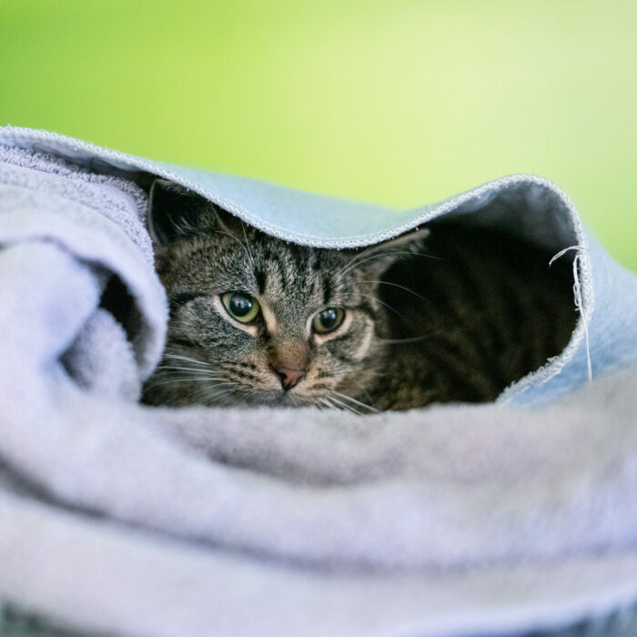 Katten gemmer sig