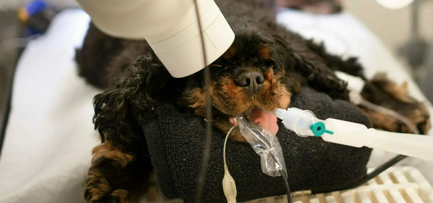 Fru nægte Dekoration Tandbehandling hos hund | siden 2010 | Marienhoff Dyreklinik