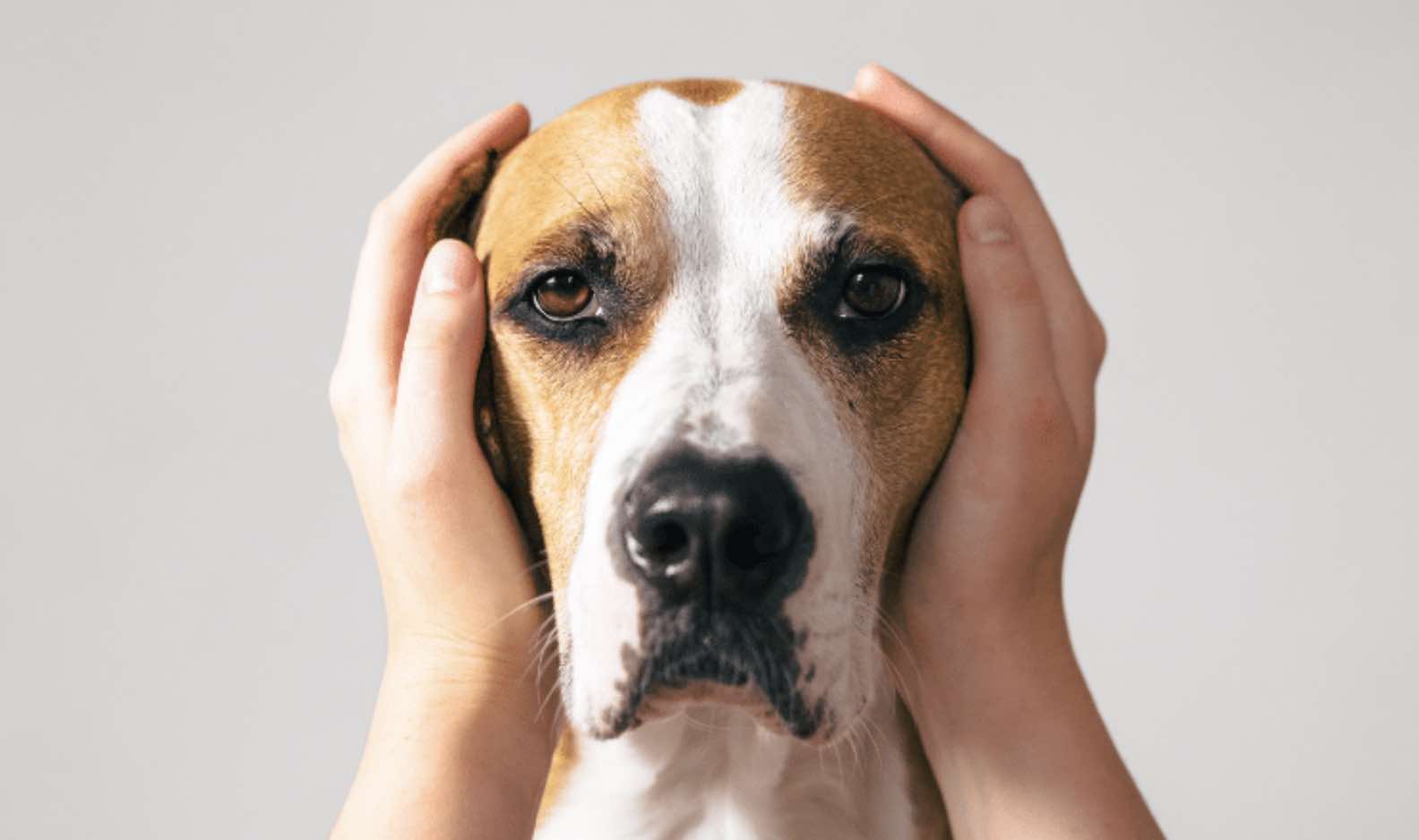 kommando procedure prosa Hudlidelser og allergi hos hund | Marienhoff Dyreklinik