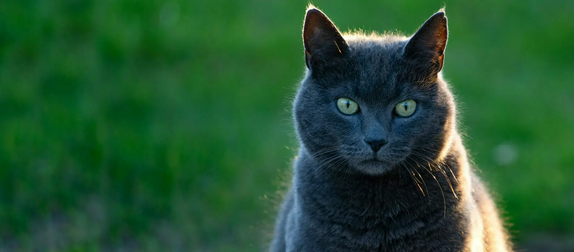 Undersøgelse og behandling af kat siden 2010 | Marienhoff