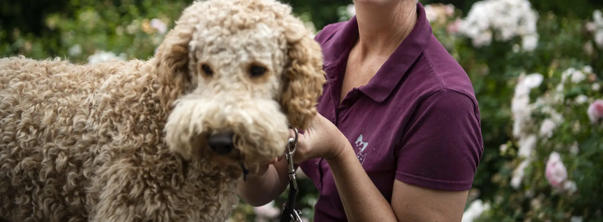 hudlidelser og allergi hos hund marienhoff dyreklinik1 e1602753634103