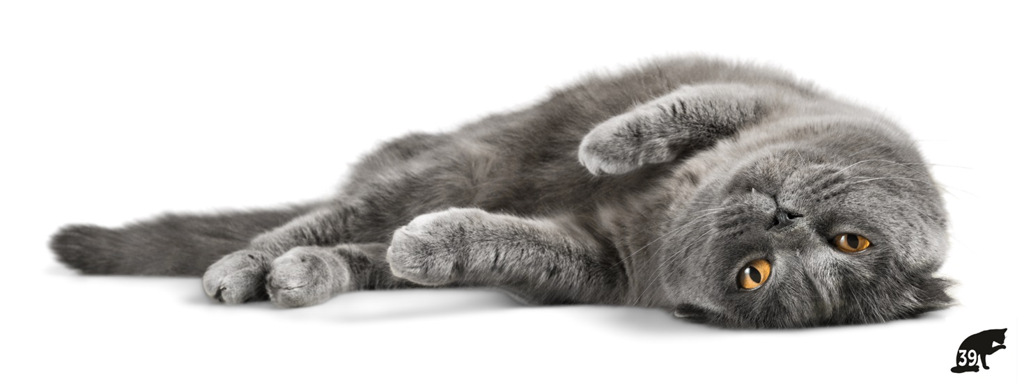 Kattens uge 2023