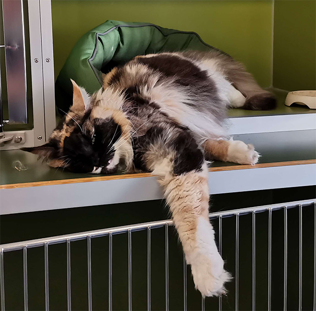 Afslappet kat
