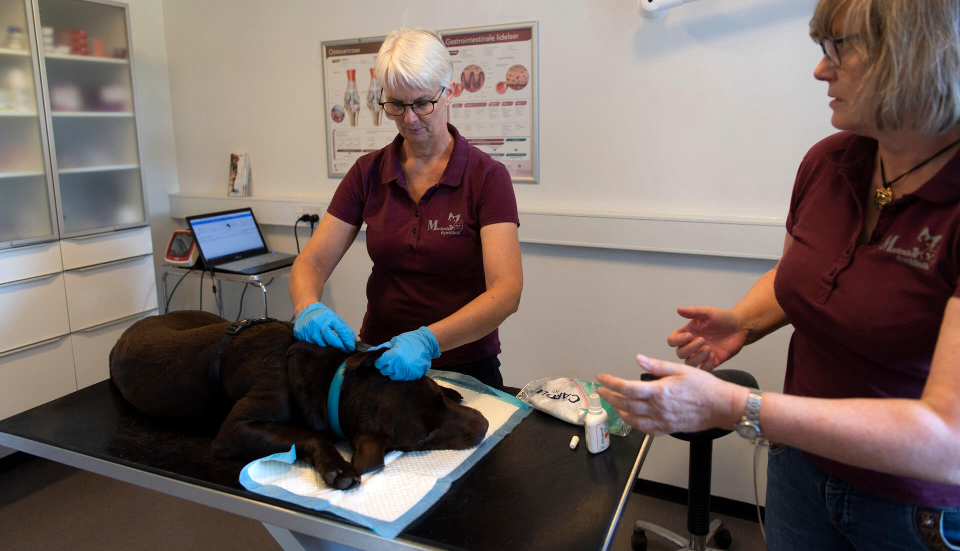 vaccination af hunde marienhoff dyreklinik